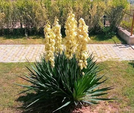 公寓 апартамент лана *